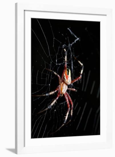 Spider, Kirindy Forest Reserve, Madagascar-Paul Souders-Framed Photographic Print