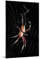 Spider, Kirindy Forest Reserve, Madagascar-Paul Souders-Mounted Photographic Print