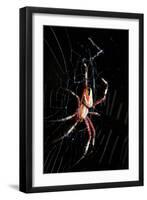 Spider, Kirindy Forest Reserve, Madagascar-Paul Souders-Framed Photographic Print