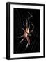 Spider, Kirindy Forest Reserve, Madagascar-Paul Souders-Framed Photographic Print