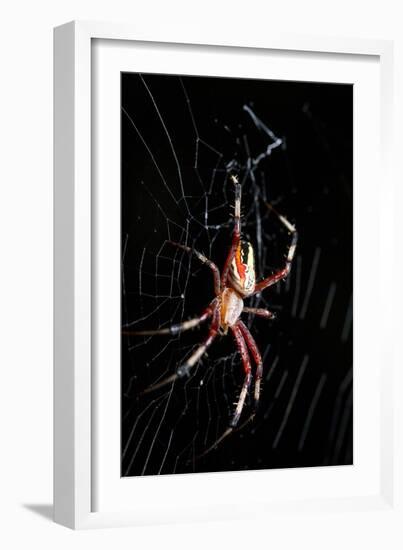 Spider, Kirindy Forest Reserve, Madagascar-Paul Souders-Framed Photographic Print