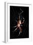 Spider, Kirindy Forest Reserve, Madagascar-Paul Souders-Framed Photographic Print