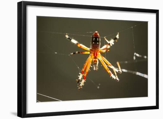 Spider, Kirindy Forest Reserve, Madagascar-Paul Souders-Framed Photographic Print