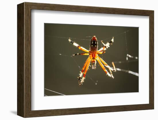 Spider, Kirindy Forest Reserve, Madagascar-Paul Souders-Framed Photographic Print