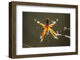 Spider, Kirindy Forest Reserve, Madagascar-Paul Souders-Framed Photographic Print