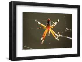 Spider, Kirindy Forest Reserve, Madagascar-Paul Souders-Framed Photographic Print