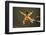 Spider, Kirindy Forest Reserve, Madagascar-Paul Souders-Framed Photographic Print