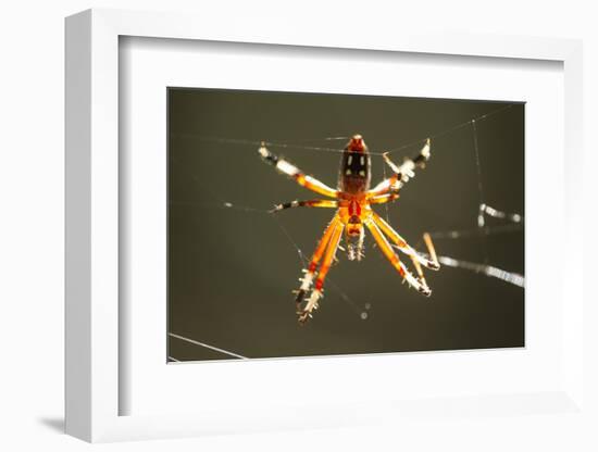 Spider, Kirindy Forest Reserve, Madagascar-Paul Souders-Framed Photographic Print