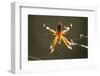 Spider, Kirindy Forest Reserve, Madagascar-Paul Souders-Framed Photographic Print