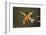 Spider, Kirindy Forest Reserve, Madagascar-Paul Souders-Framed Photographic Print