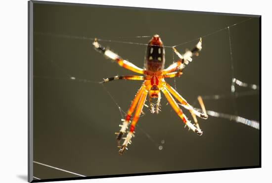 Spider, Kirindy Forest Reserve, Madagascar-Paul Souders-Mounted Photographic Print