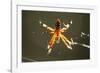 Spider, Kirindy Forest Reserve, Madagascar-Paul Souders-Framed Photographic Print