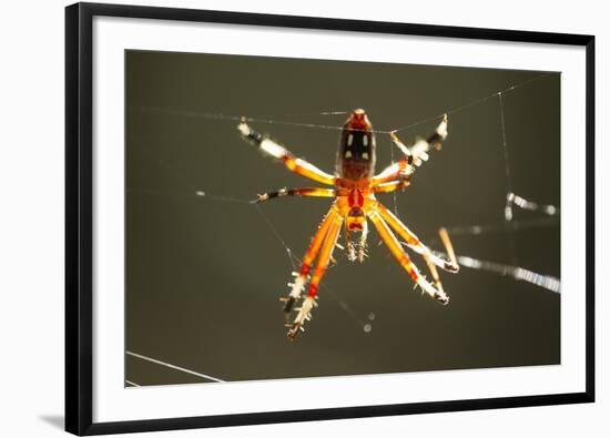 Spider, Kirindy Forest Reserve, Madagascar-Paul Souders-Framed Photographic Print