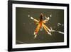 Spider, Kirindy Forest Reserve, Madagascar-Paul Souders-Framed Photographic Print