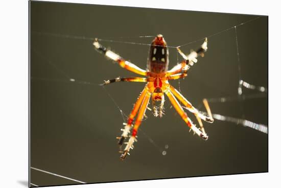 Spider, Kirindy Forest Reserve, Madagascar-Paul Souders-Mounted Photographic Print