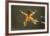 Spider, Kirindy Forest Reserve, Madagascar-Paul Souders-Framed Photographic Print