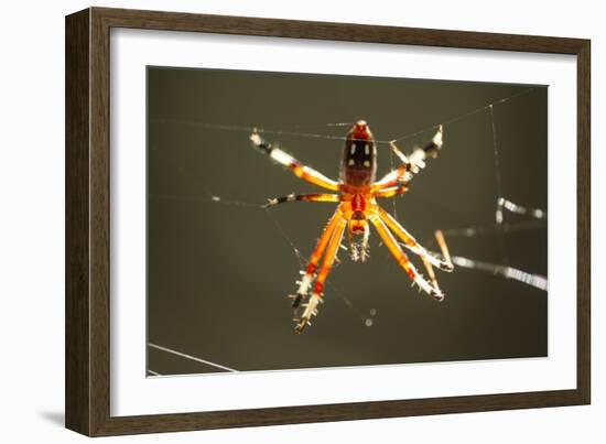 Spider, Kirindy Forest Reserve, Madagascar-Paul Souders-Framed Photographic Print