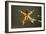 Spider, Kirindy Forest Reserve, Madagascar-Paul Souders-Framed Photographic Print