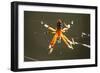 Spider, Kirindy Forest Reserve, Madagascar-Paul Souders-Framed Photographic Print