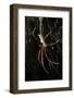 Spider, Kirindy Forest Reserve, Madagascar-Paul Souders-Framed Photographic Print