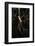 Spider, Kirindy Forest Reserve, Madagascar-Paul Souders-Framed Photographic Print