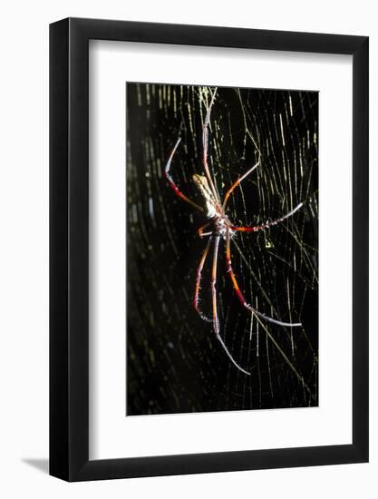 Spider, Kirindy Forest Reserve, Madagascar-Paul Souders-Framed Photographic Print