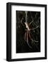 Spider, Kirindy Forest Reserve, Madagascar-Paul Souders-Framed Photographic Print