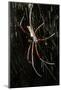 Spider, Kirindy Forest Reserve, Madagascar-Paul Souders-Mounted Photographic Print