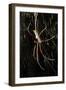 Spider, Kirindy Forest Reserve, Madagascar-Paul Souders-Framed Photographic Print