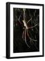 Spider, Kirindy Forest Reserve, Madagascar-Paul Souders-Framed Photographic Print