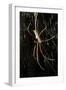 Spider, Kirindy Forest Reserve, Madagascar-Paul Souders-Framed Photographic Print