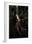 Spider, Kirindy Forest Reserve, Madagascar-Paul Souders-Framed Photographic Print