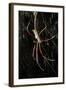 Spider, Kirindy Forest Reserve, Madagascar-Paul Souders-Framed Photographic Print