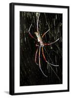 Spider, Kirindy Forest Reserve, Madagascar-Paul Souders-Framed Photographic Print