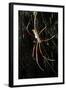 Spider, Kirindy Forest Reserve, Madagascar-Paul Souders-Framed Photographic Print