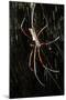 Spider, Kirindy Forest Reserve, Madagascar-Paul Souders-Mounted Photographic Print