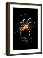 Spider, Kirindy Forest Reserve, Madagascar-Paul Souders-Framed Photographic Print