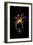 Spider, Kirindy Forest Reserve, Madagascar-Paul Souders-Framed Photographic Print