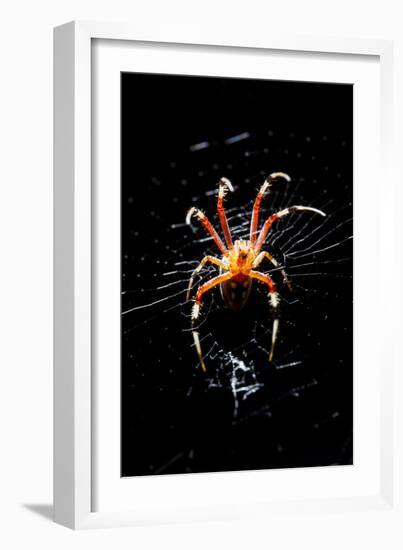 Spider, Kirindy Forest Reserve, Madagascar-Paul Souders-Framed Photographic Print