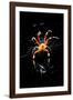 Spider, Kirindy Forest Reserve, Madagascar-Paul Souders-Framed Photographic Print