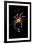 Spider, Kirindy Forest Reserve, Madagascar-Paul Souders-Framed Photographic Print