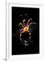 Spider, Kirindy Forest Reserve, Madagascar-Paul Souders-Framed Photographic Print