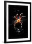 Spider, Kirindy Forest Reserve, Madagascar-Paul Souders-Framed Photographic Print