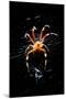 Spider, Kirindy Forest Reserve, Madagascar-Paul Souders-Mounted Photographic Print