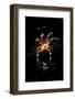 Spider, Kirindy Forest Reserve, Madagascar-Paul Souders-Framed Photographic Print