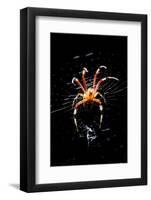 Spider, Kirindy Forest Reserve, Madagascar-Paul Souders-Framed Photographic Print