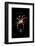 Spider, Kirindy Forest Reserve, Madagascar-Paul Souders-Framed Photographic Print