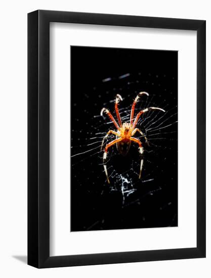 Spider, Kirindy Forest Reserve, Madagascar-Paul Souders-Framed Photographic Print