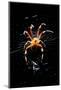 Spider, Kirindy Forest Reserve, Madagascar-Paul Souders-Mounted Photographic Print