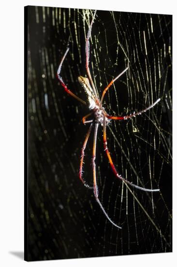 Spider, Kirindy Forest Reserve, Madagascar-Paul Souders-Stretched Canvas